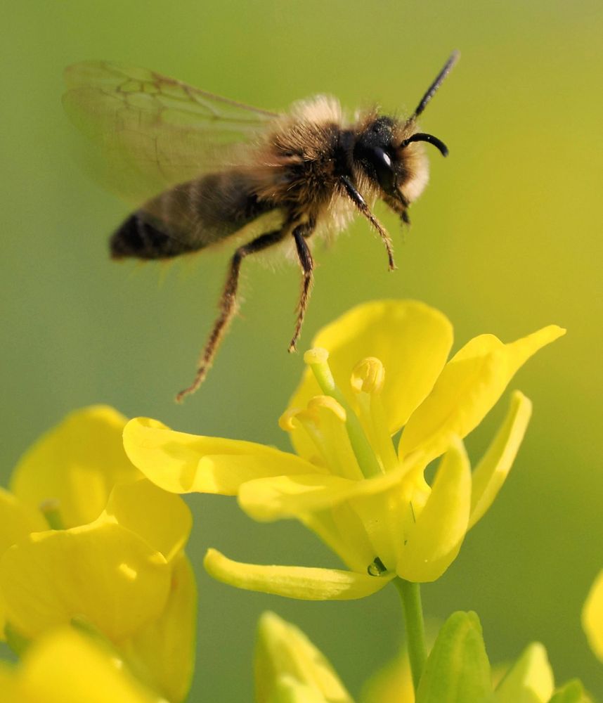 Un delicado macho de abeja silvestre del género Andrena sobrevolando pequeñas flores amarillas de crucíferas en el Real Jardín Botánico de Madrid.