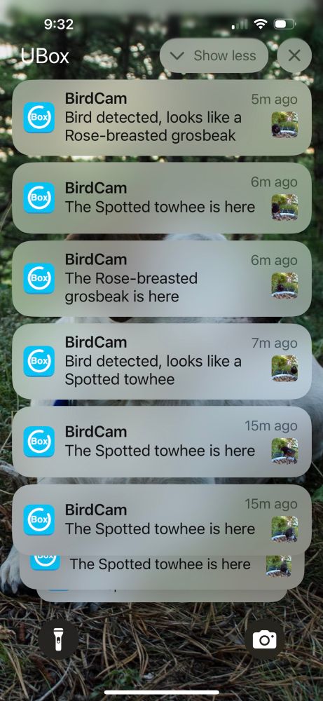 Screenshot of notifications screen full of “BirdCam: The Spotted towhee is here” over and over 