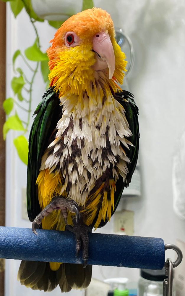 white bellied caique happily sitting on a perch with a foot lifted, its feathers damp from freshly bathing itself.