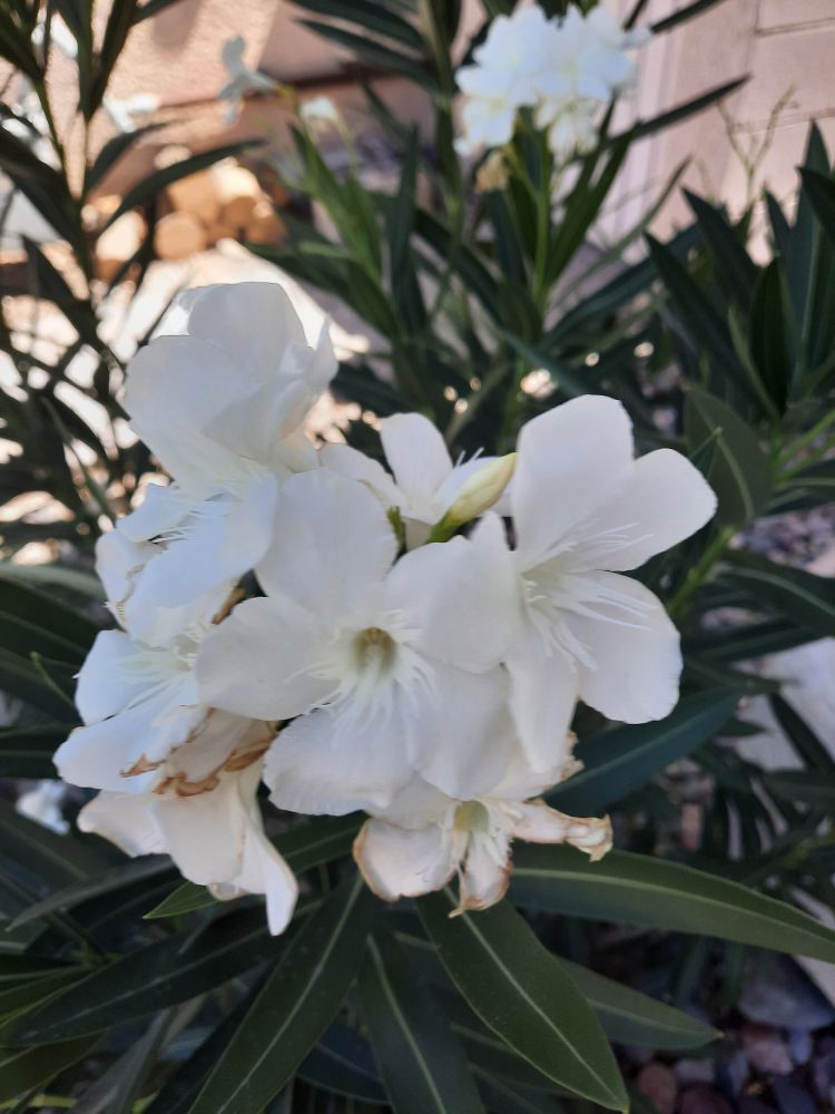 White oleander