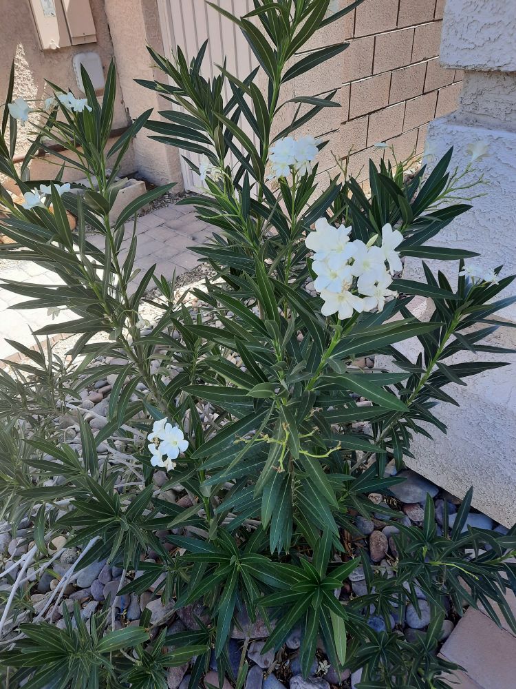 White oleander