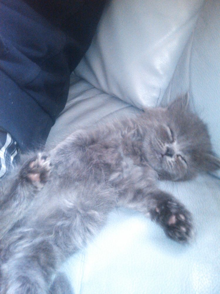 Aries sprawled out on his back sleeping on a sofa. 