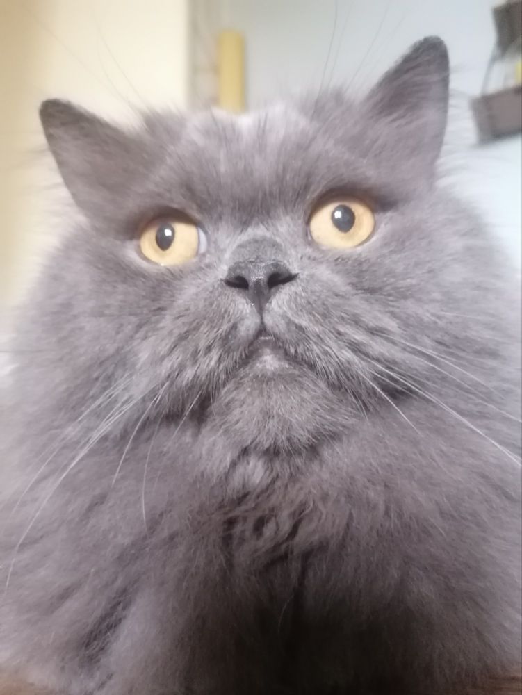 The cutest cat you've ever seen in your life. 