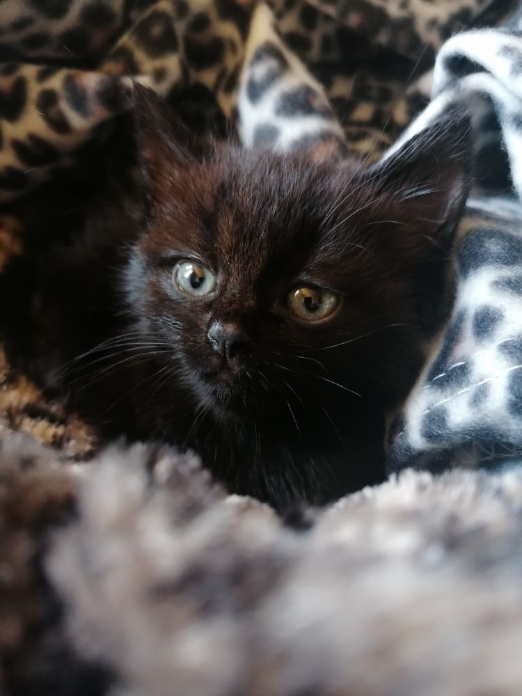 My cat Daffney the day I brought her home in a leopard print fluffy bed she used for exactly half a day. She's got a wee squashy face & round nose. 