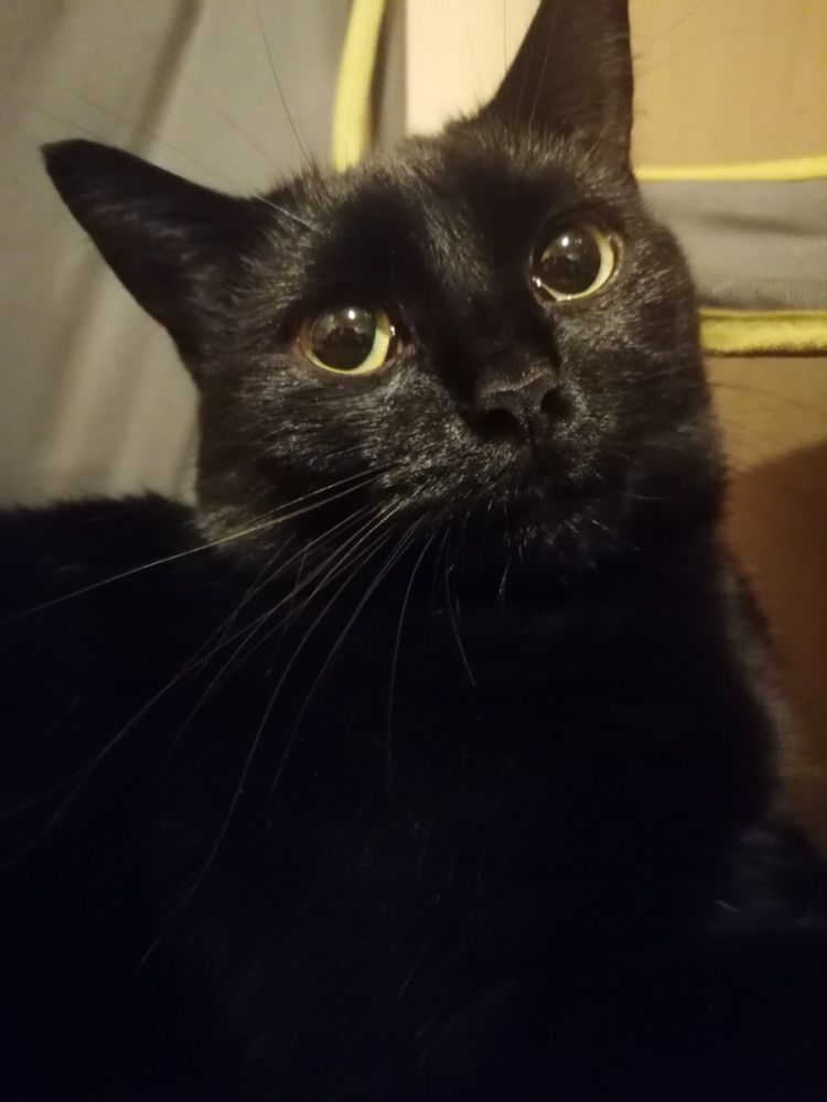 Silly stinky lil girl black cat looking like get that camera away from me. Big ass pupils. 