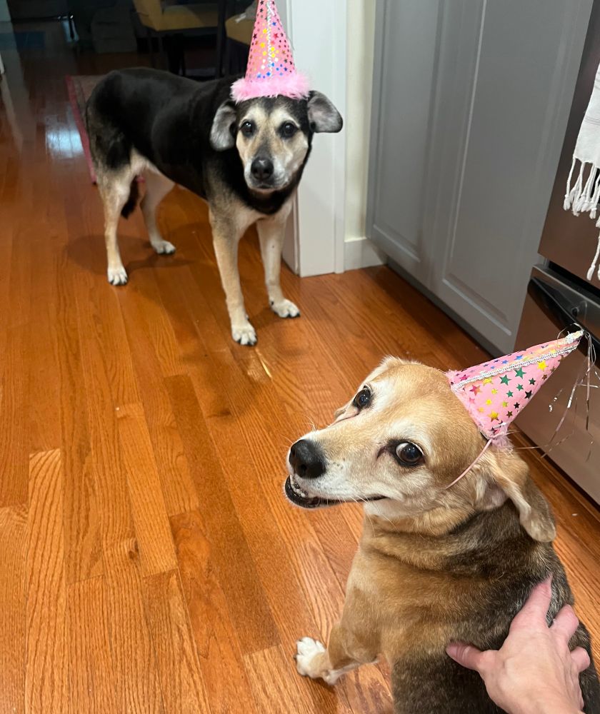 2 dogs, a black dog in the background and a beagle in the foreground, with pink birthday hats on