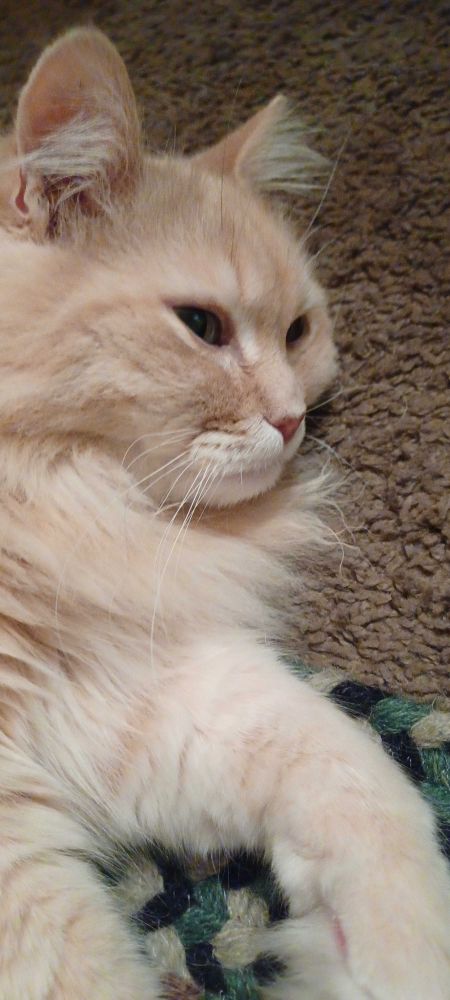 A picture of a buff color domestic long hair cat named Mercy. She is chilling her eyes are about to focus since someone was coming around the corner or perhaps since she recognized a photo was being taken.