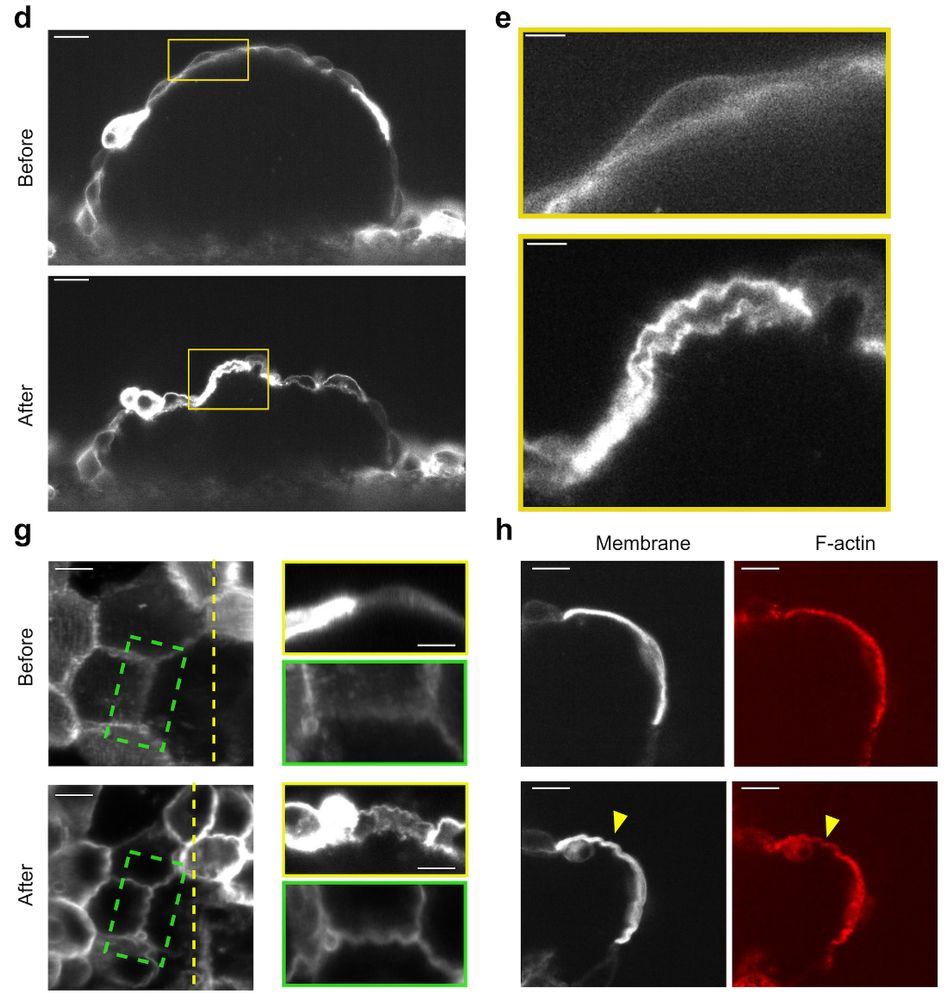 image for multiscale buckling
