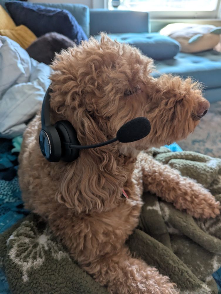 A golden doodle wearing a headset and not enjoying it 