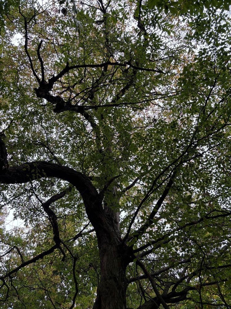 Autumnal tree canopy today. I love the architectural effect of the branches, lots of leaves still to fall. 