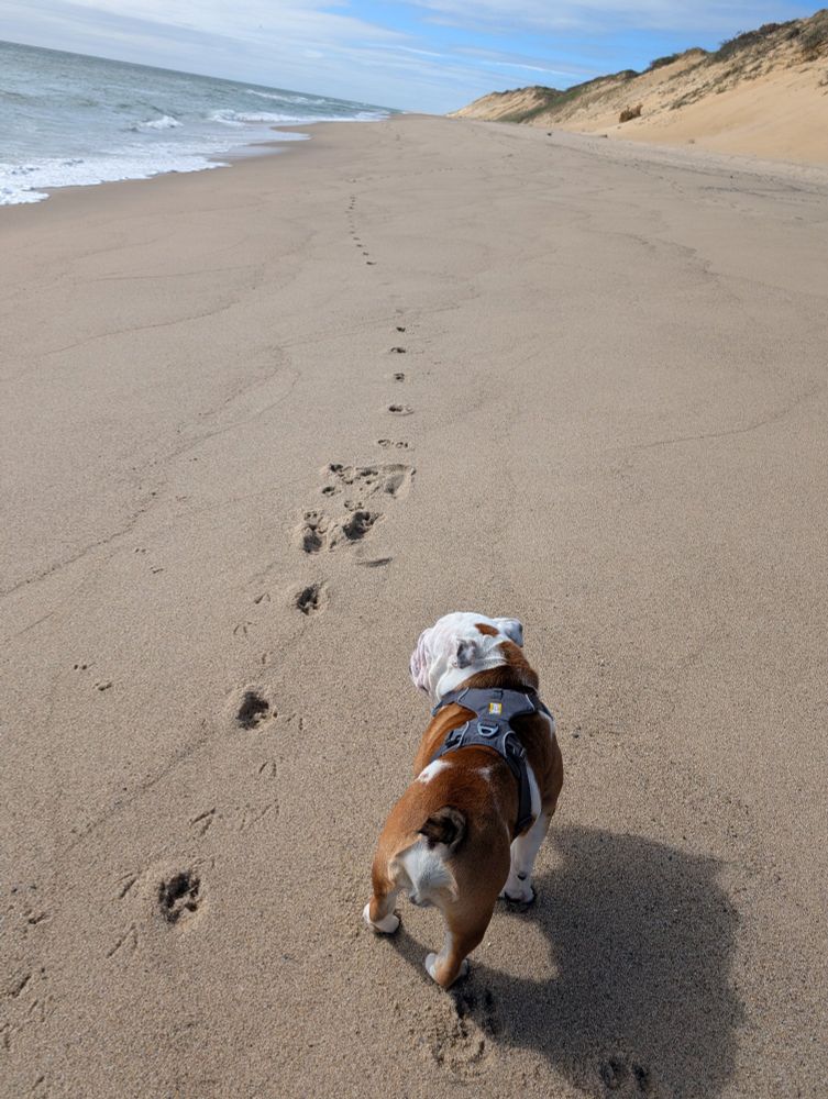 Footprints in the sand.