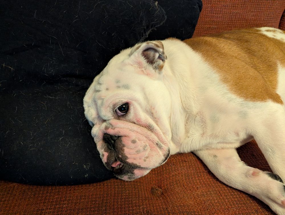 Potato, the very handsome English Bulldog boy, with his head on a throw pillow.