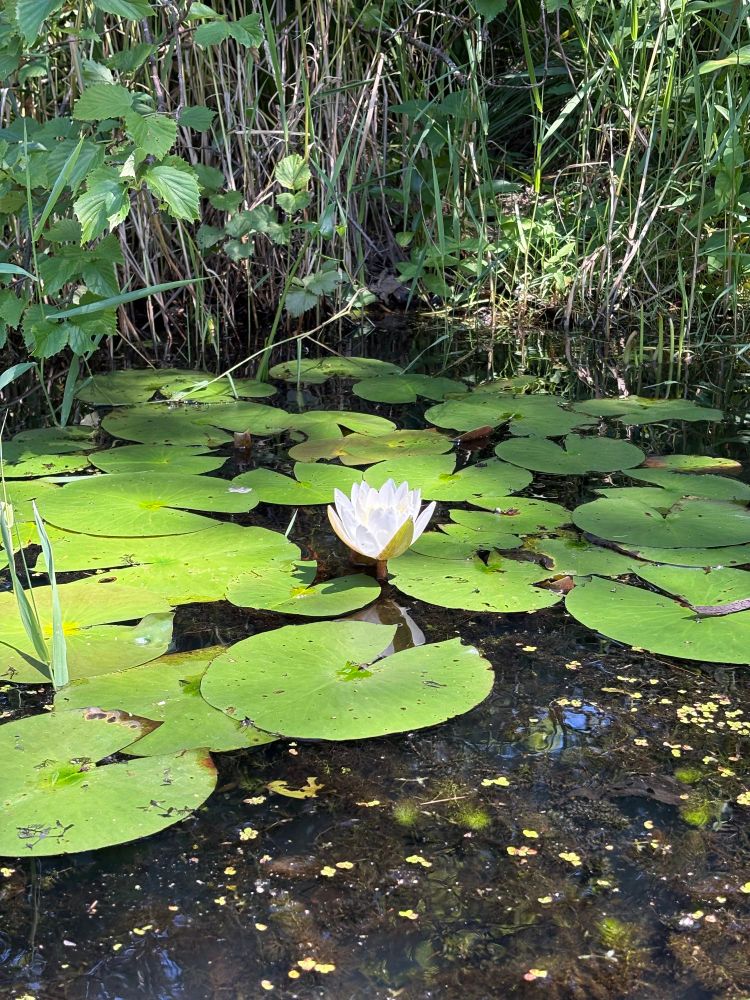 Water Lilly among lilly pads.