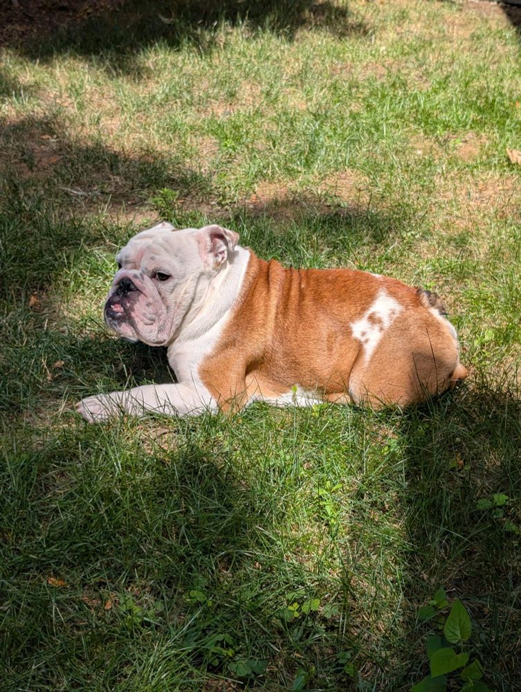 English Bulldog boy. Very handsome.