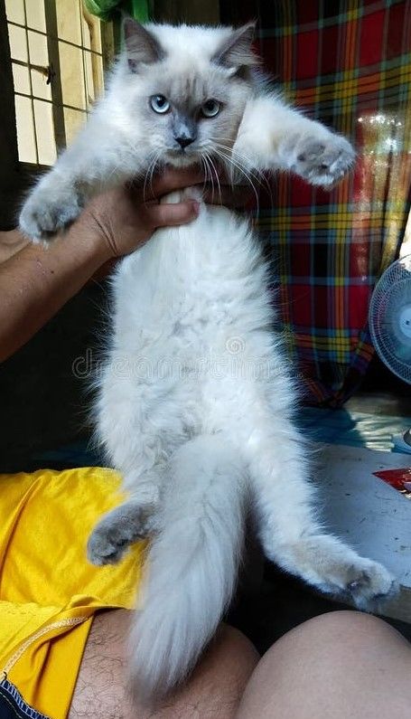 an photo I've found on the internet of someone holding up a long haired cat. it's a blue-point Himalayan 