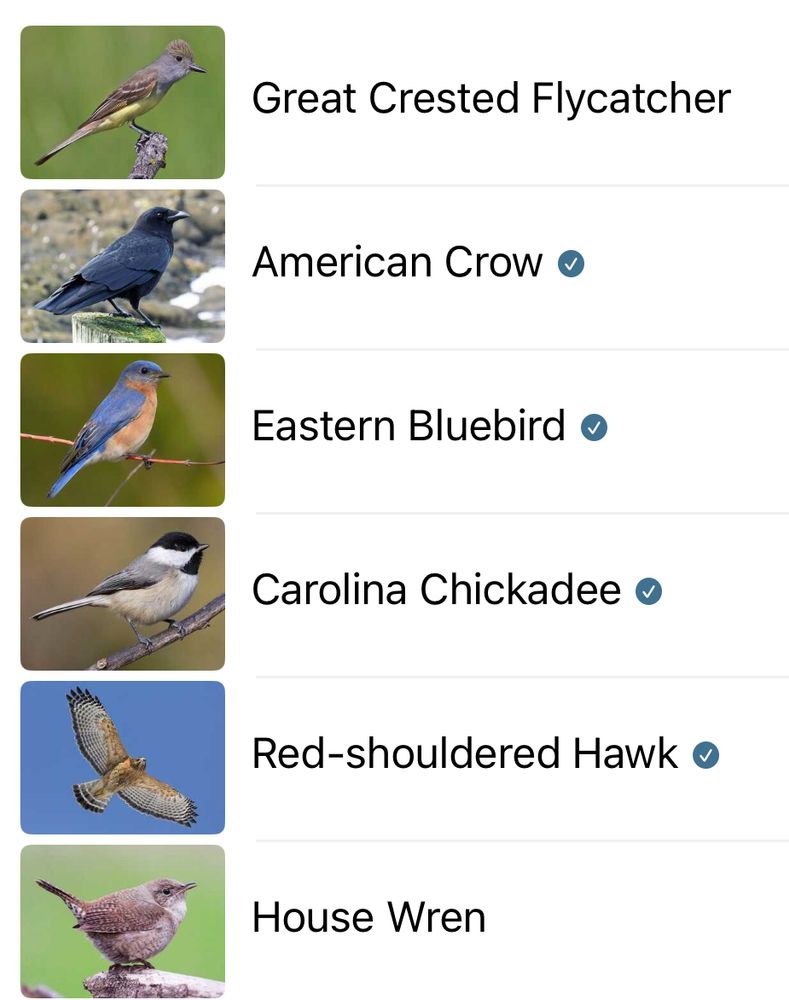 Great Crested Flycatcher

American Crow o

Eastern Bluebird o

Carolina Chickadee o

Red-shouldered Hawk o

House Wren