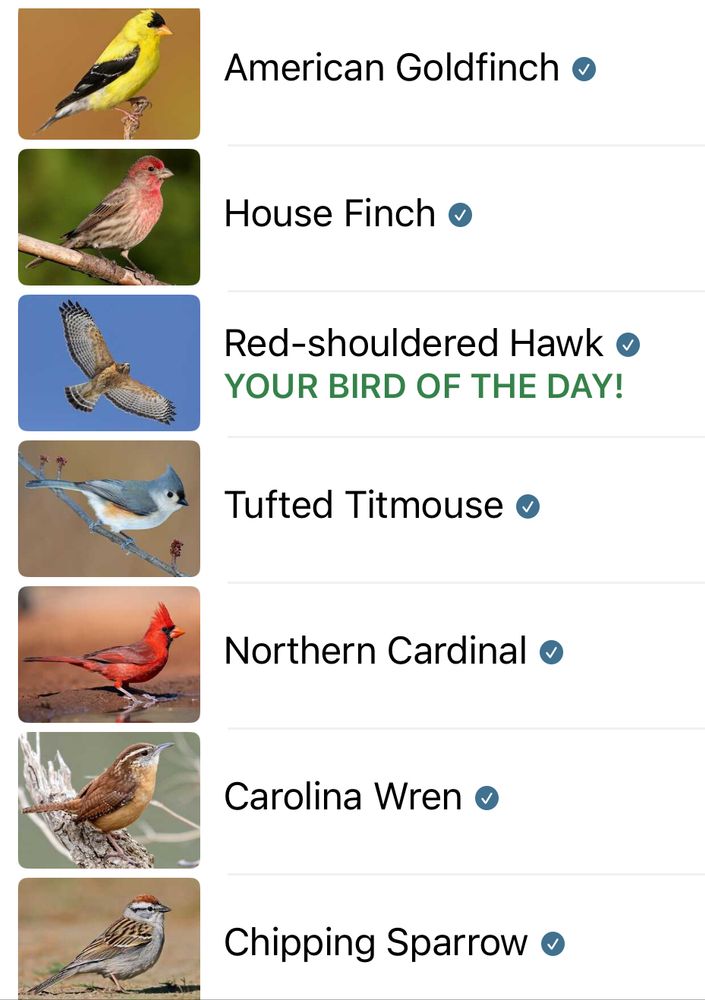American Goldfinch o

House Finch o

Red-shouldered Hawk o
YOUR BIRD OF THE DAY!

Tufted Titmouse •

Northern Cardinal o

Carolina Wren o

Chipping Sparrow o