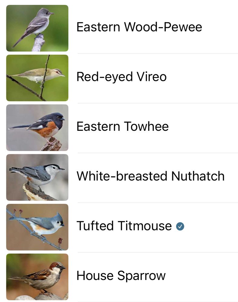 Eastern Wood-Pewee

Red-eyed Vireo

Eastern Towhee

White-breasted Nuthatch

Tufted Titmouse o

House Sparrow