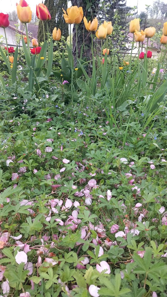 The picture shows the lawn with weeds and lots of pink petals fallen on it, with tulips and a  tree trunk in the background