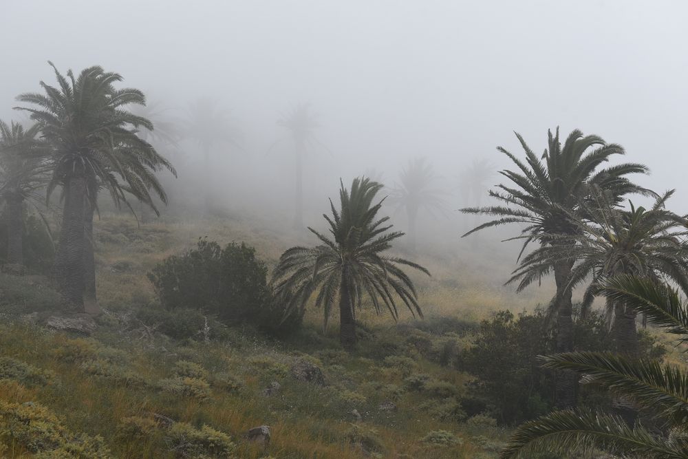 Nebel auf den Kanaren 