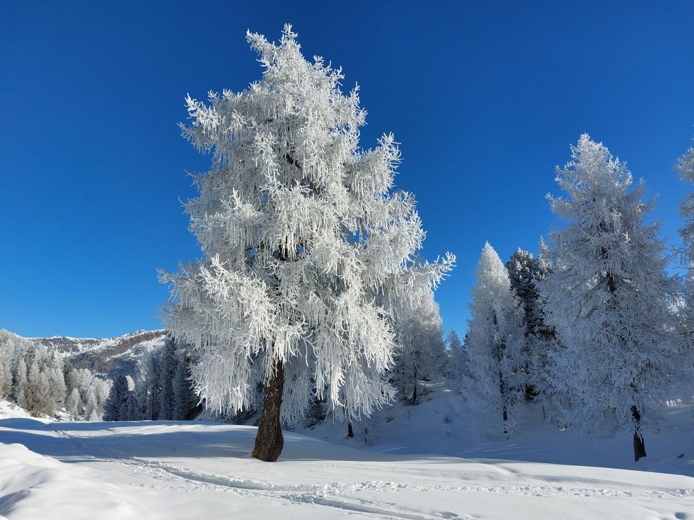 Winter, Raureif am Baum