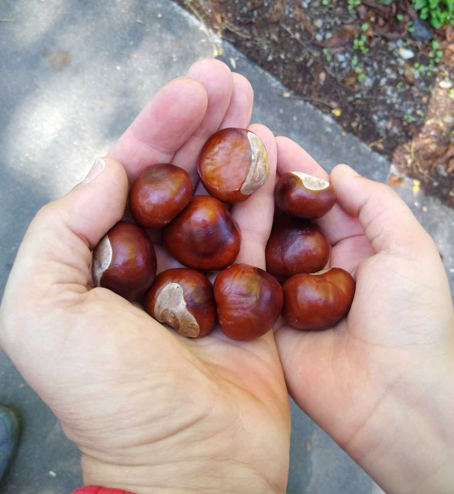 Kastanien in den Handflächen meiner Tochter und mir.