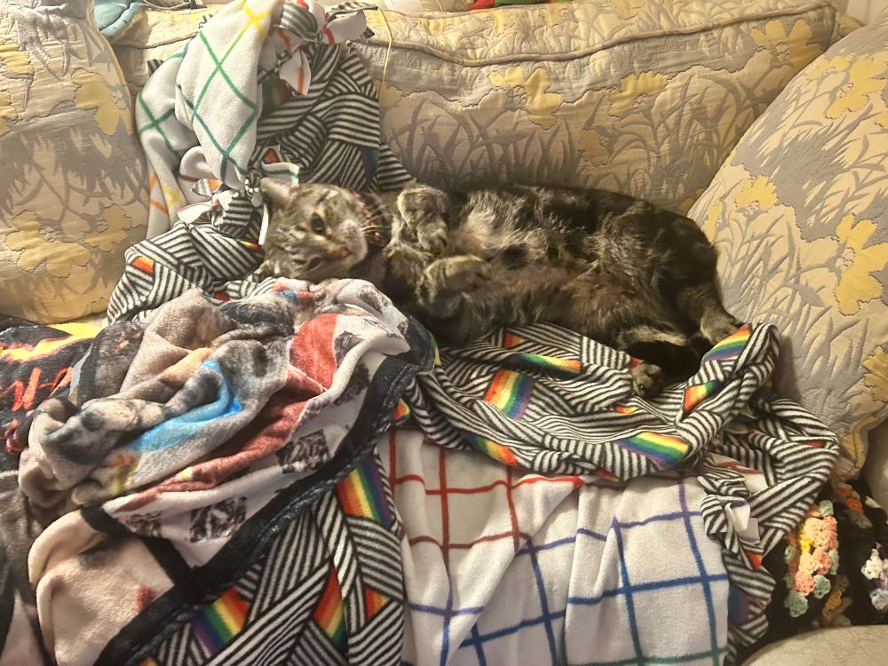 A brown tabby all cozy on a blanket on a couch
