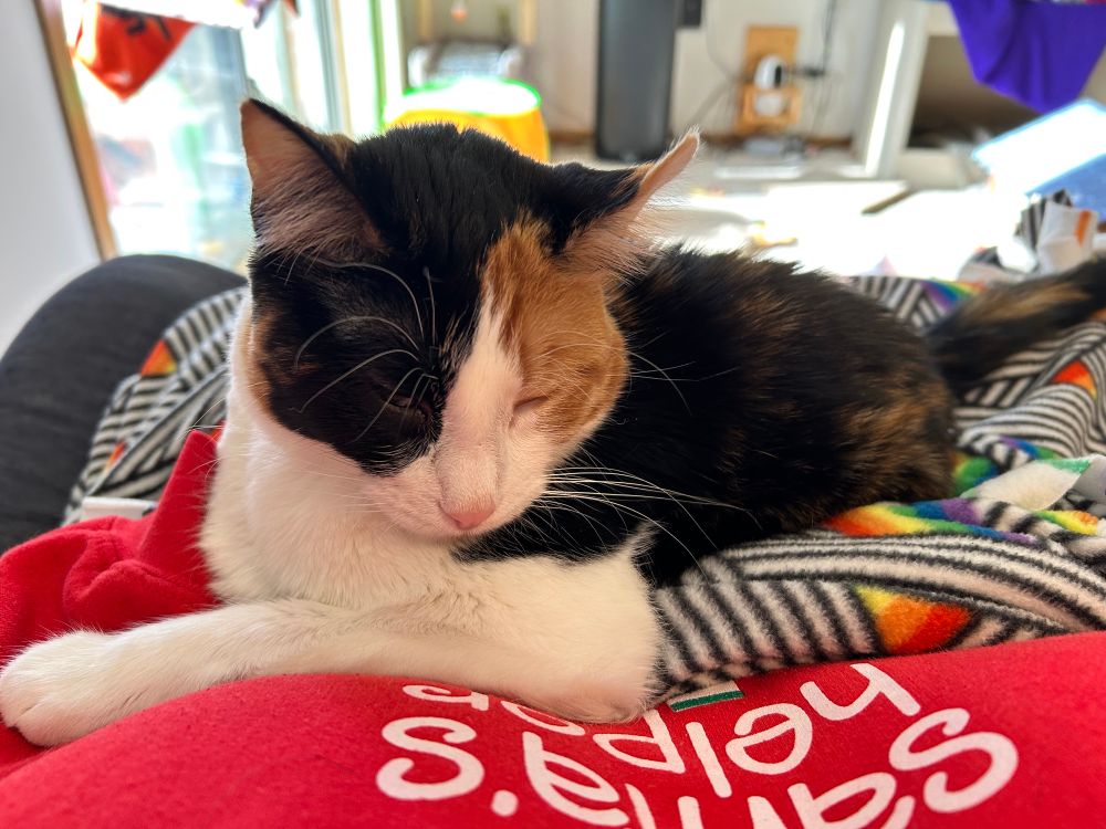A calico sleeping on her moms lap