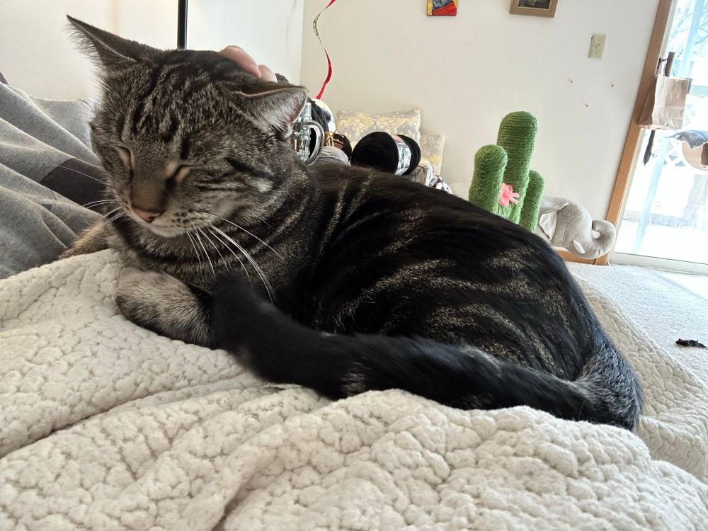 A brown tabby snuggled up on mom’s lap