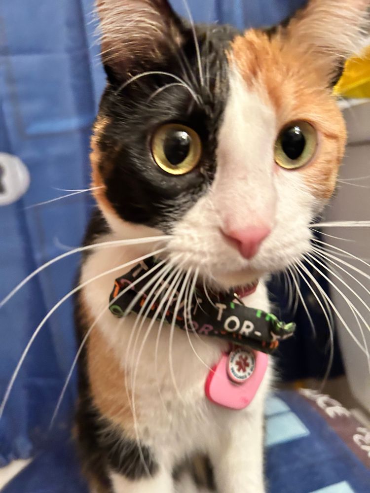 A sitting calico in a Tardis themed bathroom
