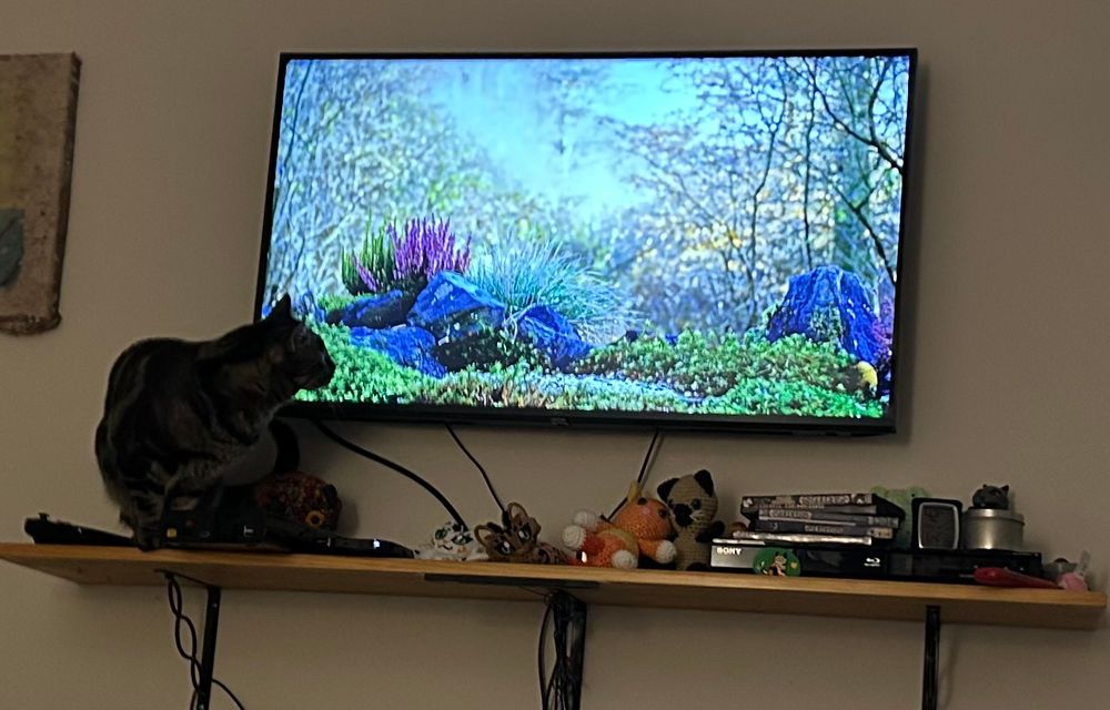 A brown tabby sitting on a shelf below a tv, intently watching the birds