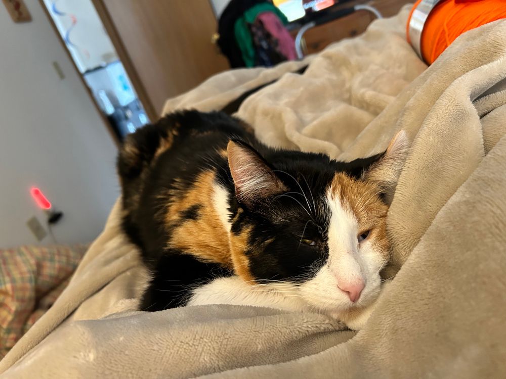 Another view of the calico