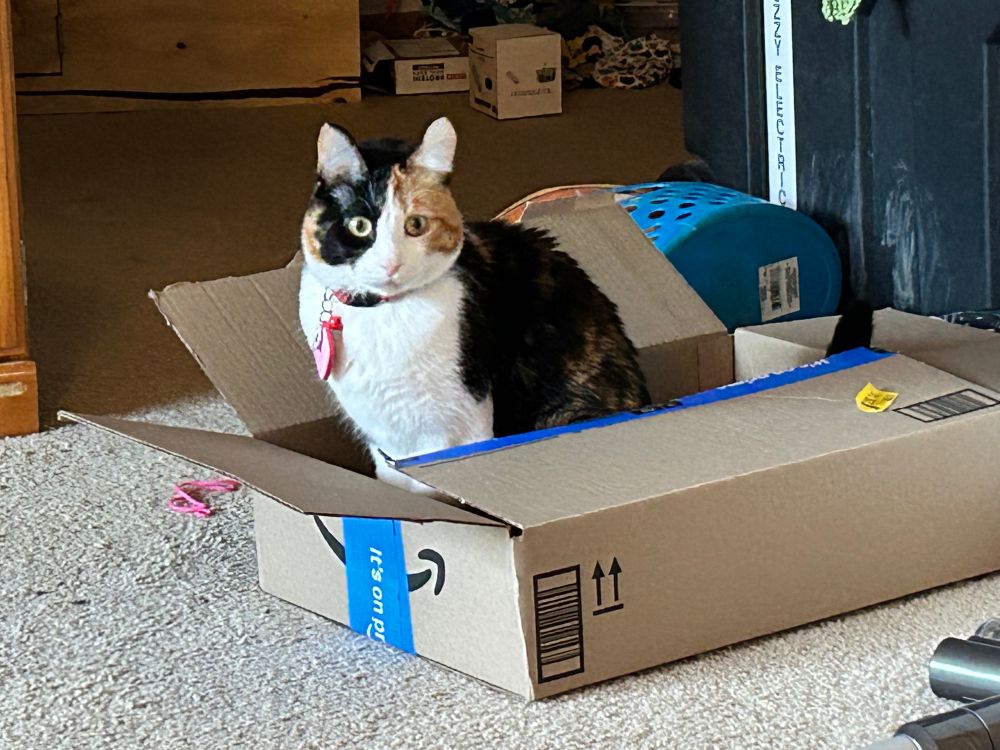 A calico sits in a shallow Amazon box