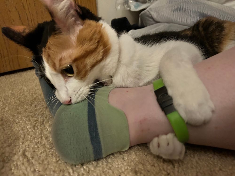 A calico grips mom’s ankle and chews on her foot