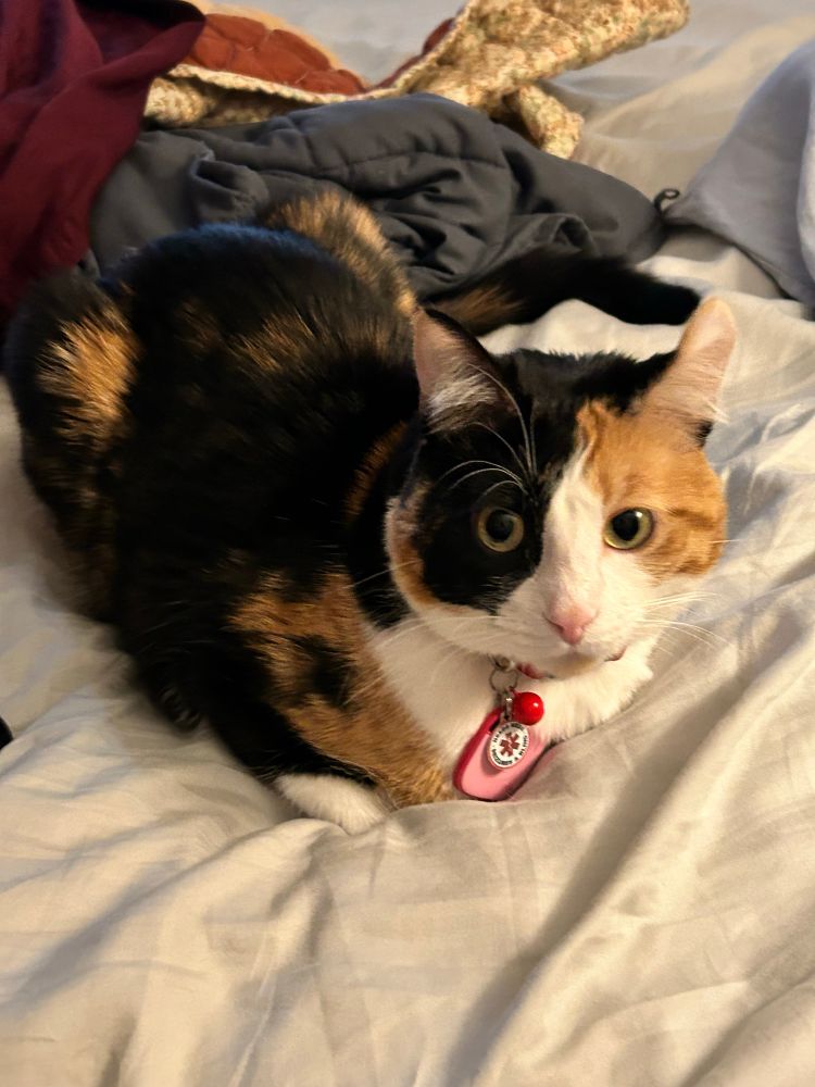 A calico loafing on my bed supervising my workout 