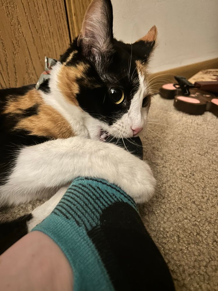 A calico fiercely chomping on moms foot