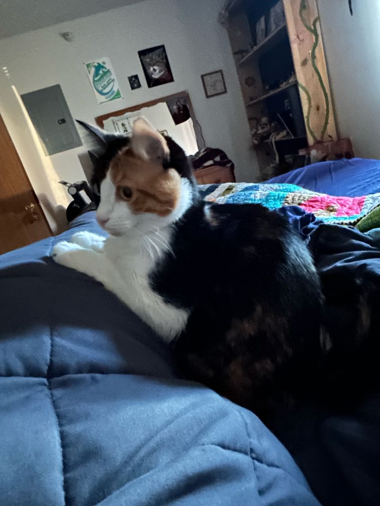 A calico is snuggled up beside her mom. Her front paws and upper body are resting on her mom’s legs. 