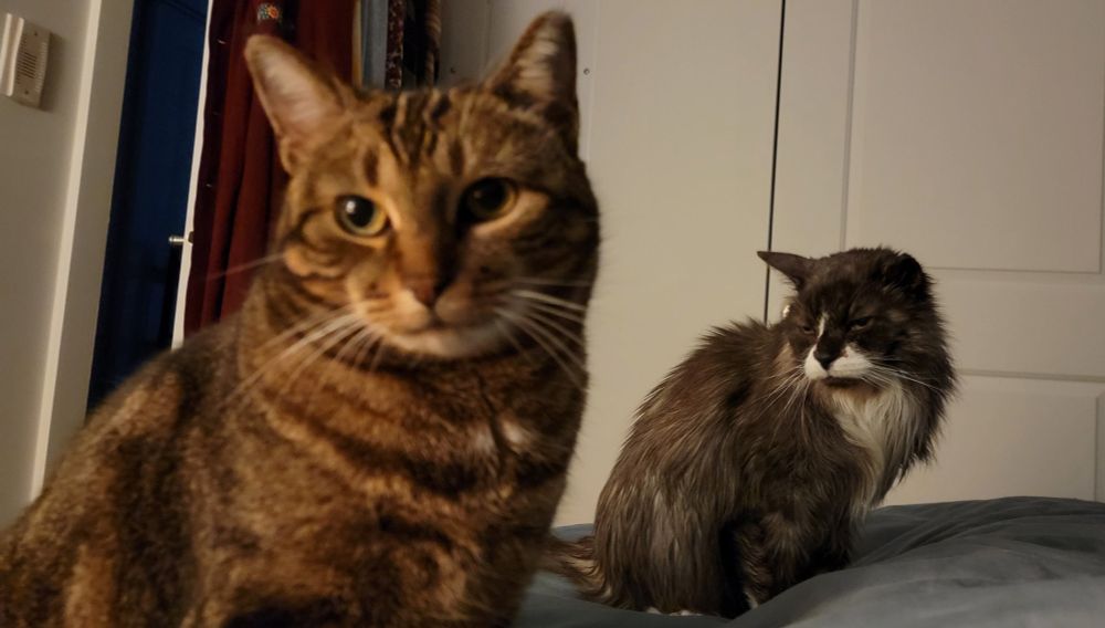 A brown tabby and tuxedo cat sitting on a bed