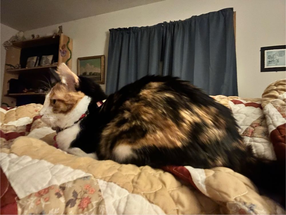 A determined calico loafs on a tan/brown quilt which her mom is under