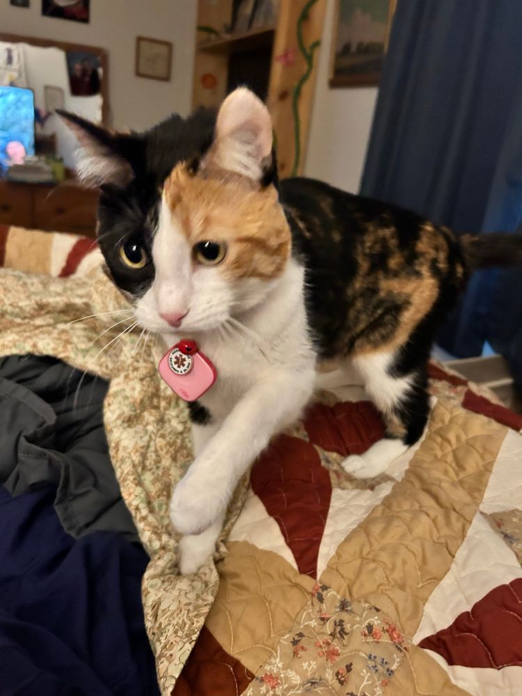 A calico tentatively walks on a new fall colored quilt 
