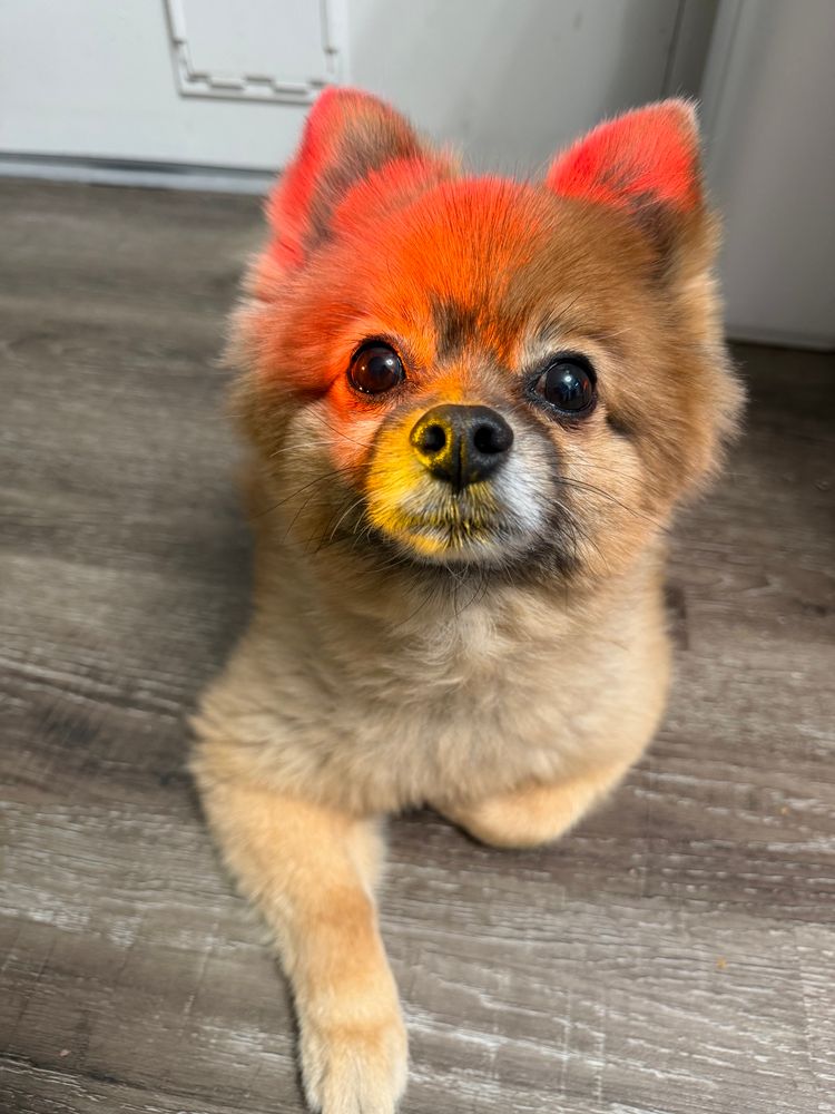 A Pomeranian laying prone on a grey floor with the red light from a fish tank, shining across the room, on his face