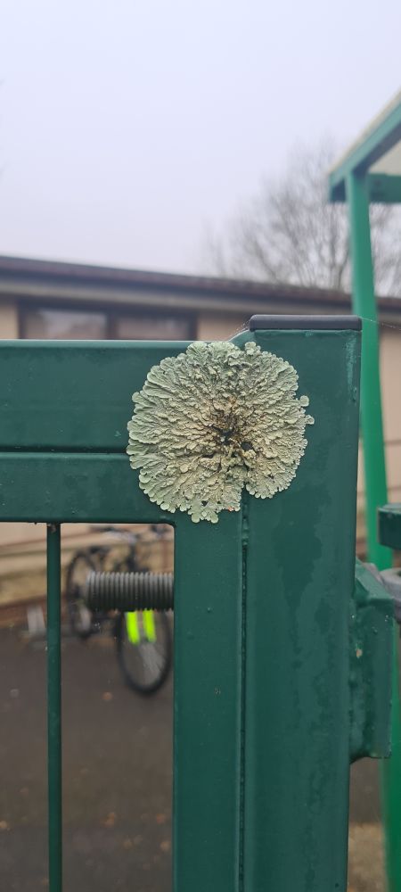 The most extraordinary lichen on a vertical painted metal fence at school.