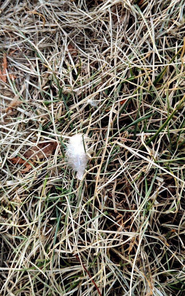 A fluffy white feather on the ground stuck to a blade of grass