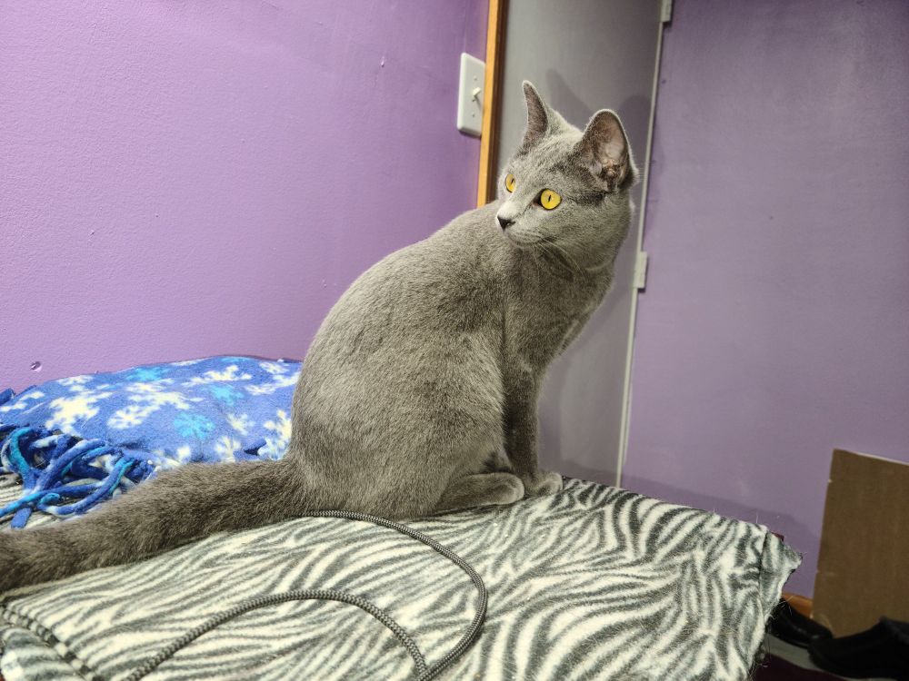 Kitty, a gray cat, sitting on a zebra print matt looking back over her shoulder