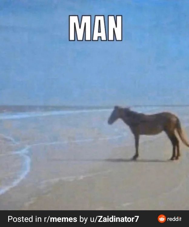 Horse on a beach staring left out to sea, top text says "MAN". Posted on Reddit by u/Zaidnator7.
The pussy so good got me like "MAN".