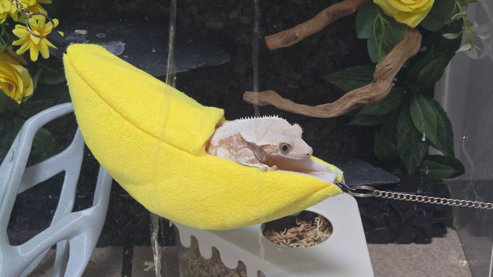 노란 바나나 은신처에 들어가있는 노란 도마뱀