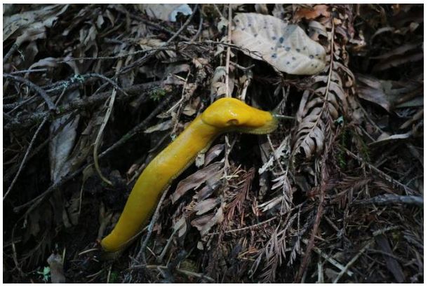 The image shows a yellow banana slug on a bed of dry leaves and twigs.