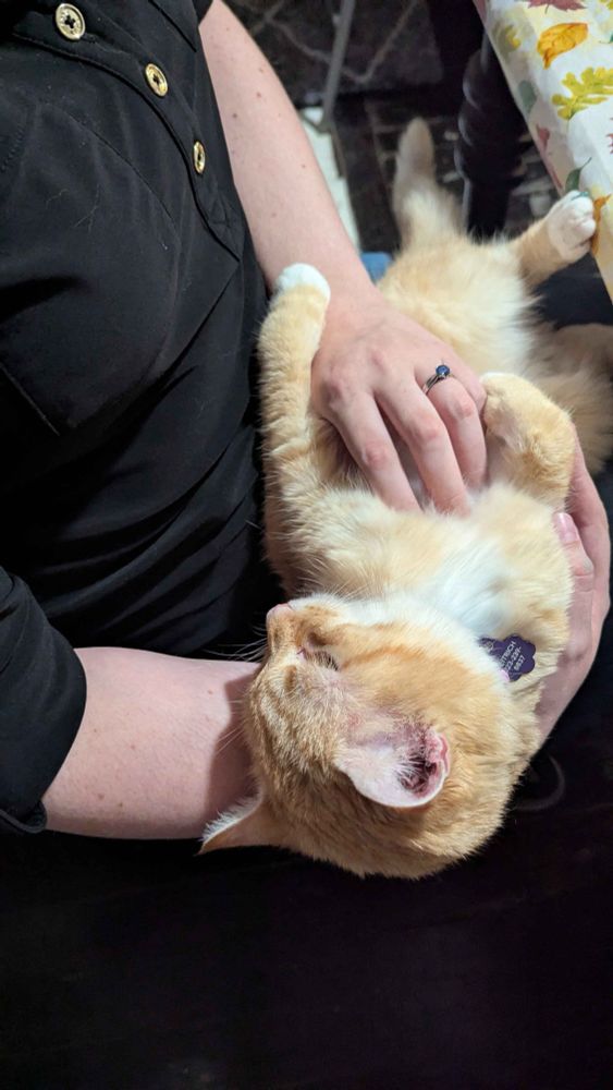 The same snuggly kitty is lying upside down in the lap of a young woman in a black shirt, neatly asleep. 