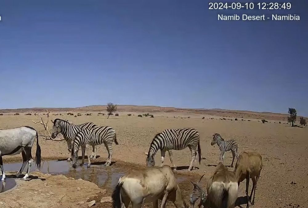 Screenshot of four burchell's zebras behing the waterhole, plus an oryx on the left and a few red hartebeests in front. The rightmost zebra has a tiny little foal following her. Timestamp: 2024-09-10 12:28:49