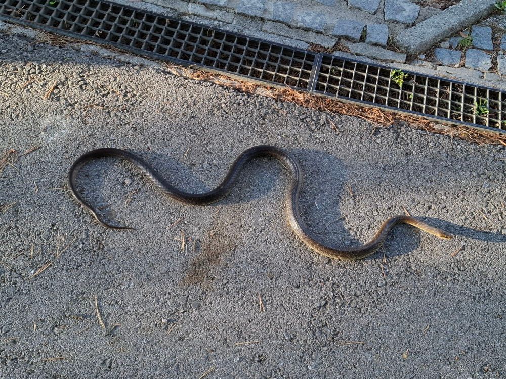 A long thin snake on asphalt. Something non-venomous I think.